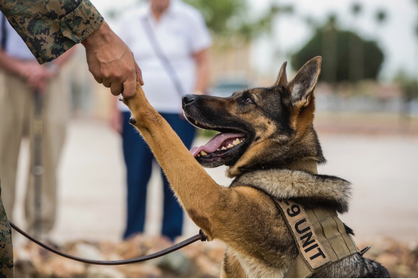 Warrior Dogs: Honoring the Service & Sacrifice of America’s Four-Legged Fighters